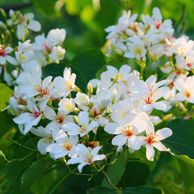 苗栗油桐花1日-北出