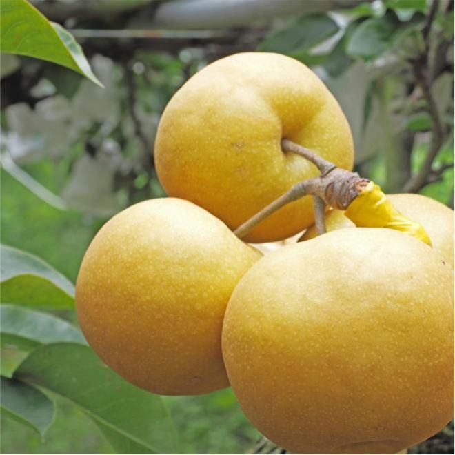 苗栗-仲夏採梨趣1日-北出