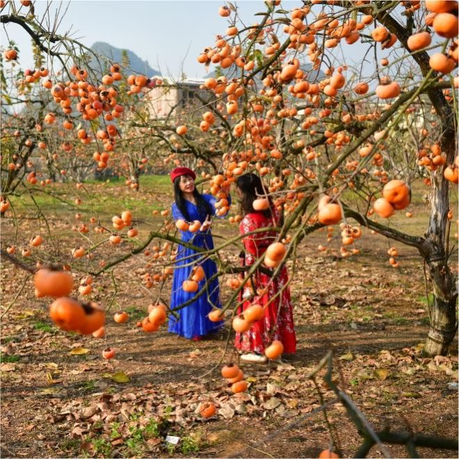 杏柿節桂林無購物8天