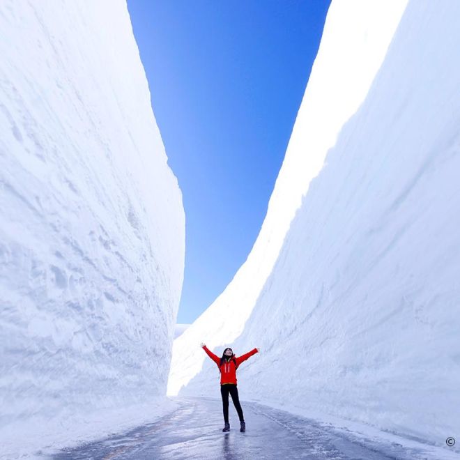 立山黑部雪壁芝櫻+紫藤花6日