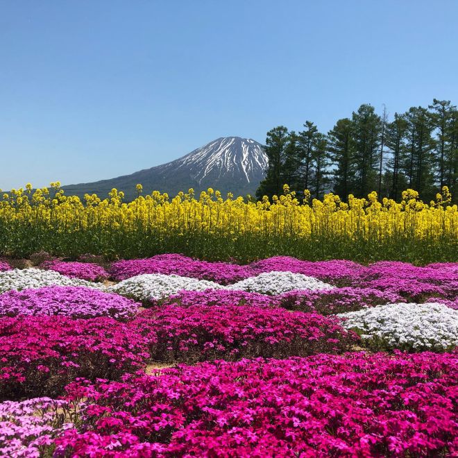 北海道芝櫻花火6日