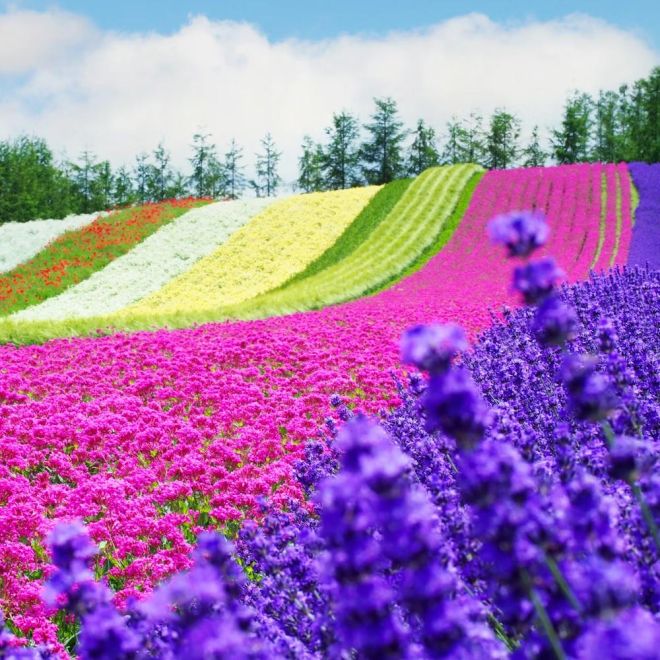 北海道花田花火6日